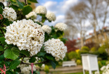 Obraz premium ScreenshotWhite Hydrangea Flowers in Bloom with Park Bench and Spring Garden Background 