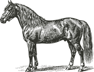 Majestic Stallion in vintage engraving style standing against a clean white backdrop with detailed mane and tail © Ishtiaq