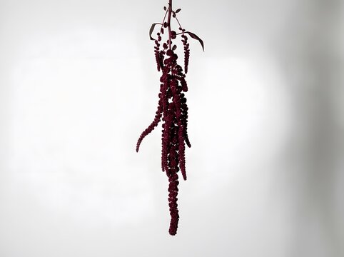 A bunch of dark red Amaranthus flowers hangs from a stem against a white background.