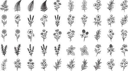 Fototapeta premium Hand drawn botanical floral elements collection featuring various wildflowers herbs and fern leaves in black ink style