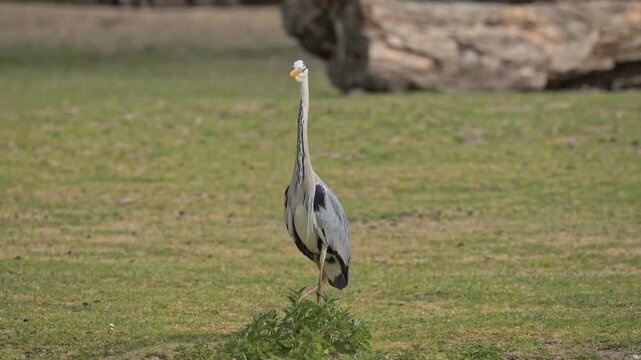 grey heron (Ardea cinerea) bird standing on the ground