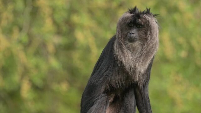 lion-tailed macaque (Macaca silenus) monkey portrait