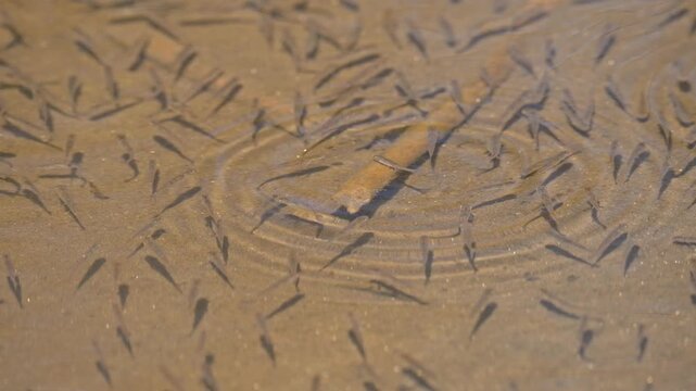 small fishes spawn directly under the water surface