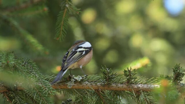 Eurasian chaffinch (Fringilla coelebs) bird singing on a branch