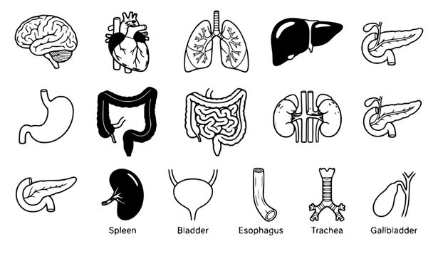 Human Internal Organs Detailed Medical Anatomy Icon Set Vector