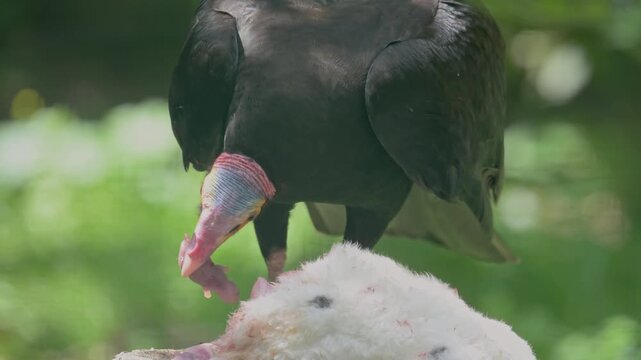 lesser yellow-headed savannah vulture (Cathartes burrovianus) eating mice