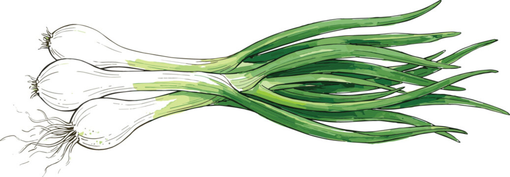 Hand drawn watercolor vector illustration of fresh green spring onions with roots isolated on white background