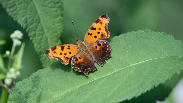 Eastern Comma butterfly sitting on a green leaf in summer. Beautiful close-up of wildlife. Polygonia comma