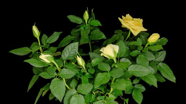 yellow rose flower blooming opening time lapse