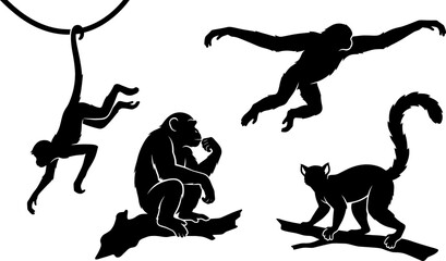 Wild Monkey and Primate Silhouette Vector Icon Set Featuring Chimpanzee Lemur Gibbon and Swinging Ape Characters for Tropical Jungle Wildlife Graphic Designs © DabashChandra