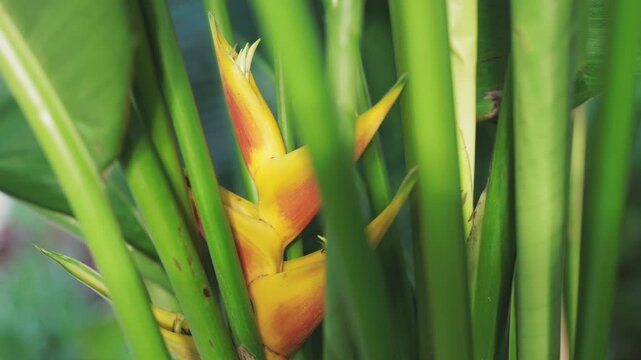 close up of a Heliconia flower