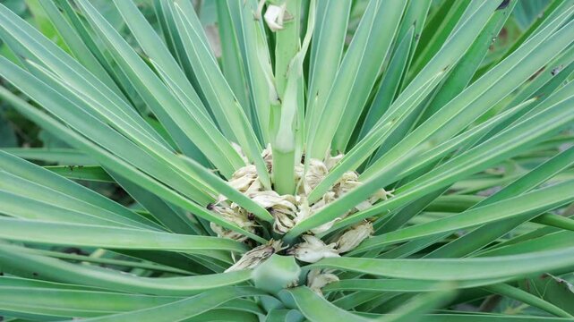 close up of a plant