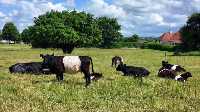 Belted Galloway cattle rest and graze on a green meadow beside Dybb&oslash;l Mill in Sonderborg beneath a blue summer sky with clouds.