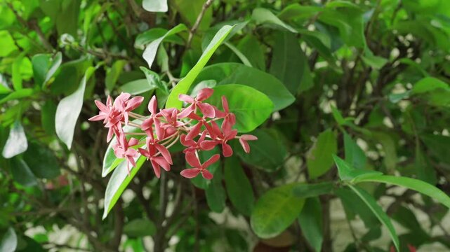 flowers in garden
