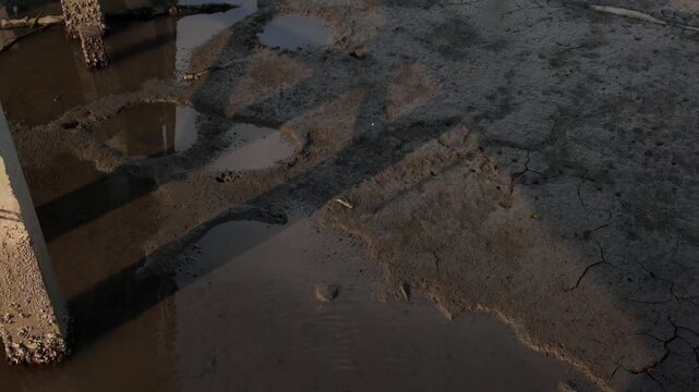 Mudskipper fish on the wet mud in mangrove forest, Chonburi, Thailand.
