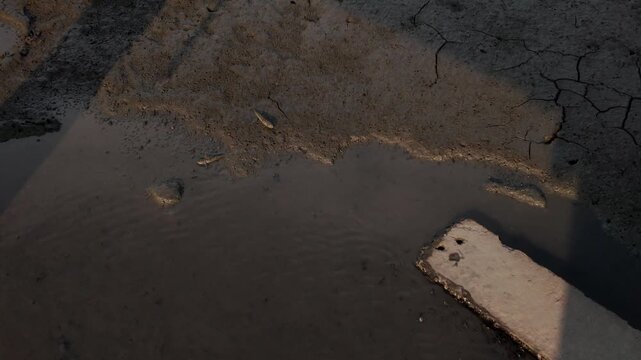 Mudskipper fish on the wet mud in mangrove forest, Chonburi, Thailand.