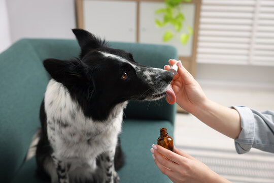 Woman giving liquid medicine to her dog from pipette at home, closeup