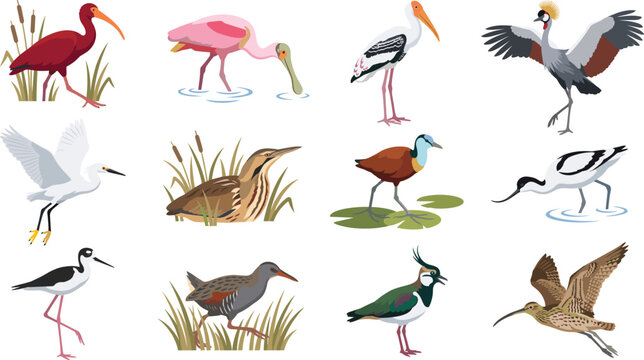 Wetland Bird Collection Vector Set with Colorful Wading and Waterfowl Wildlife Illustrations