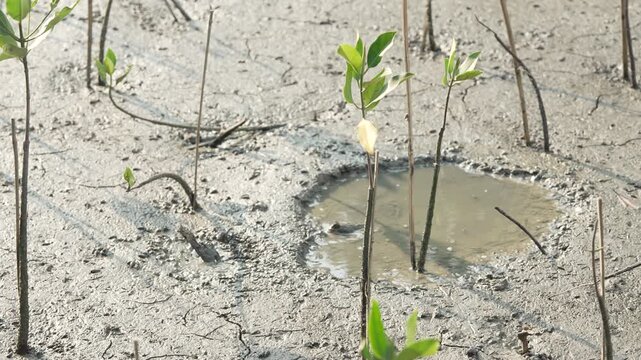 Mudskipper fish on the wet mud in mangrove forest, Chonburi, Thailand.