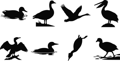 Waterfowl Bird Silhouette Collection Featuring Ducks Geese Pelican Cormorant and Diving Bird Vector Set © LubanaAkter
