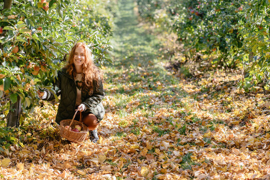 Happy red haired woman picking fresh apples with basket in spacious autumn orchard