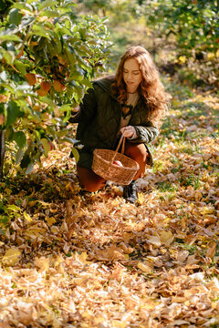 Vertical shot of cheerful red haired woman picking ripe apples in sunny autumn orchard