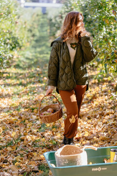 Vertical shot of thoughtful red haired woman carrying apples after autumn harvest