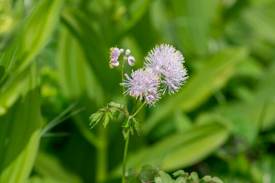Thalictrum aquilegiifolium siberian columbine meadow-rue pink flowers in bloom, wild alpine flowering plant