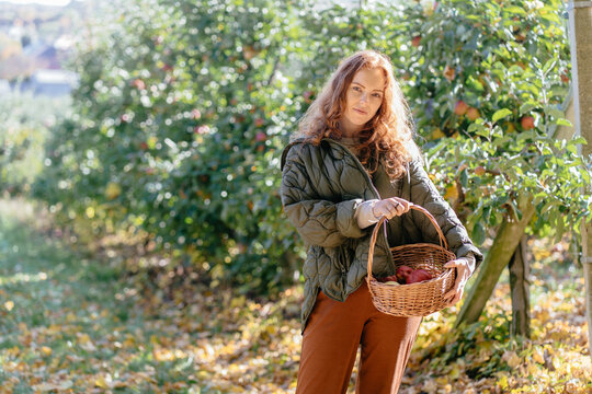 Confident red haired woman presenting basket of ripe apples in sunny autumn orchard