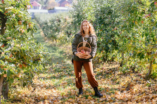 Proud red haired woman holding basket of freshly harvested apples in autumn orchard