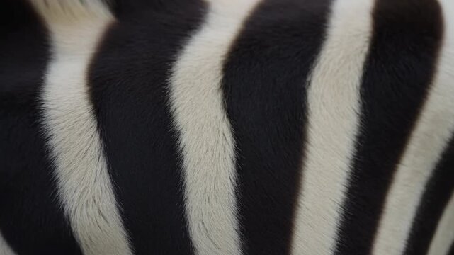 Close-up zebra flank with alternating black and off-white vertical stripes, soft neutral light, detailed hair texture, curved body contour and strong monochrome pattern