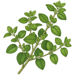 Fototapeta premium Fresh Oregano Sprig Vector Illustration