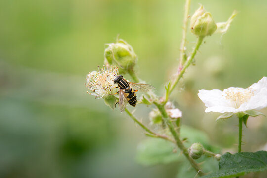 Hoverfly feeding on blooming blackberry flower