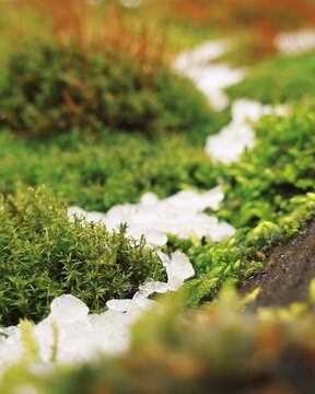 Macro view of frozen water fragments sparkling among vibrant moss clusters