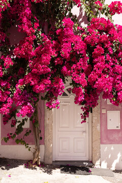 bright pink bougainvillea covering a traditional pink architectural building in Lisbon, Portugal