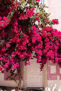 bright pink bougainvillea covering a traditional pink architectural building in Lisbon, Portugal