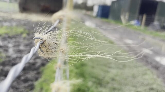 Horizontal close-up video of cow hair caught on a twisted wire fence and gently moving in the wind on a rural farm. 