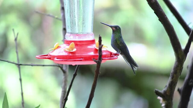 Mindo, Ecuador &ndash; June 27, 2026: A glittering Green-crowned Brilliant hummingbird (Heliodoxa jacula) feeds at a nectar feeder while a Brown Violetear hummingbird bothers it by flying around it.
