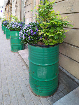 Creative Urban Gardening with Plants and Purple Flowers in Green Upcycled Metal Barrels