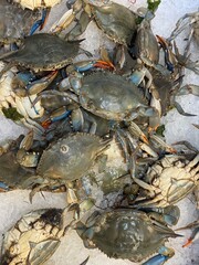 Atlantic blue crabs, in a cooler, how to prepare a dish with fresh crabs, a restaurant recipe for a seafood dish  © Lola