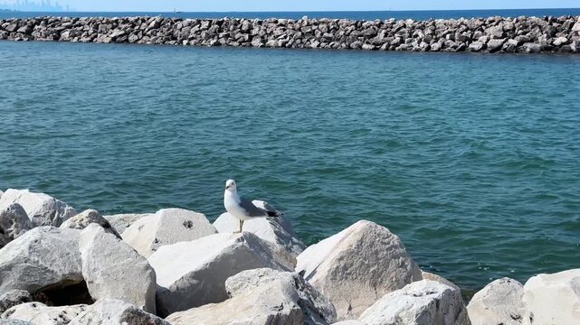 Solitary Sea Gull Perched on a Rocky Jetty at the Lake Michigan Shoreline