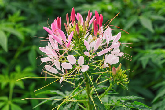 Pink and white flower cluster blooming in garden greenery. Cleome spinosa, the spiny spiderflower