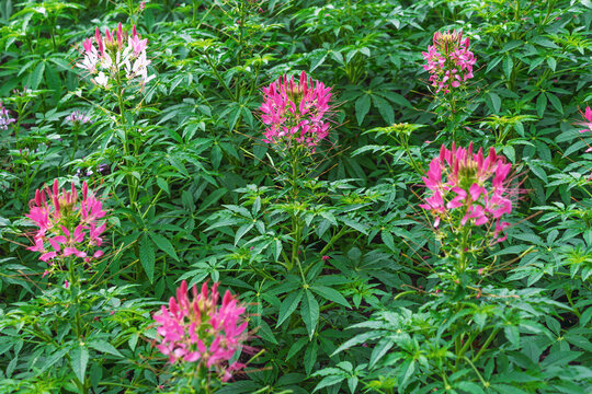 Pink cleome flowers blooming among dense green garden foliage. Cleome spinosa, the spiny spiderflower