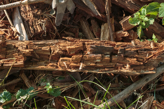 Close-up of a broken crumbling decaying wooden log laying on a pile of dry bark chips and brown wood waste in a sunlit garden or forest ground with small green leaves and blades of grass.