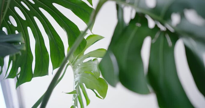 Large Monstera is swaying as camera's pulling focus near window, revealing split leaf to show veins
