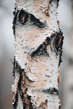 Bark Texture Close-up Tree Trunk Decay Winter Nature Background Detail