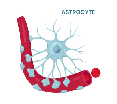astrocyte c lip art Images – Browse 2,663 Stock Photos, Vectors, and Video Astrocyte Structure Stock Illustrations –
