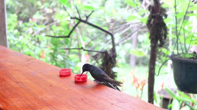 A colorful seven-colored hummingbird, drinking nectar from a small cup; a species often seen in Mindo, Ecuador.