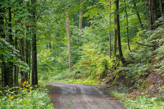 gravel road through deciduous forest in summer. primeval beech woodland of transcarpathia. travel background for carpathian countryside of ukraine