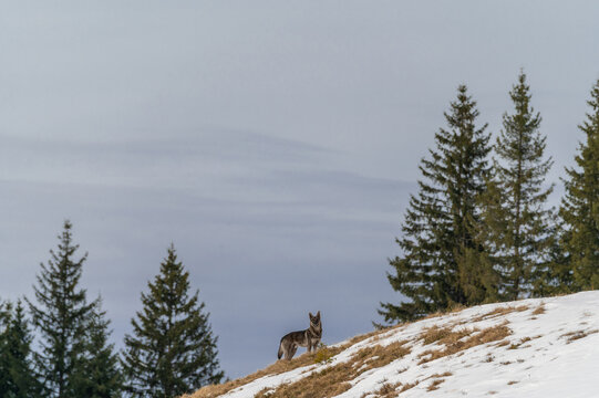 Lonely wolf in mountains on early winter landscape